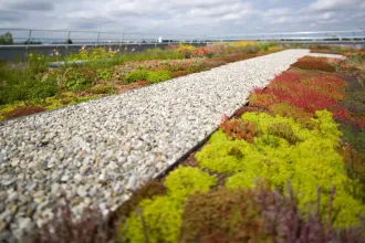 A sedum roof with a gravel path in the middle